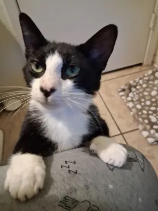 Charlie Boy