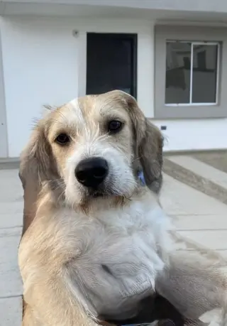 Eddie