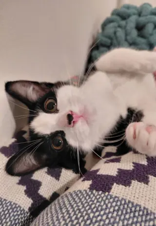 Bandit