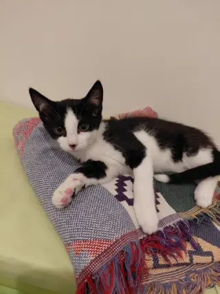 Bandit