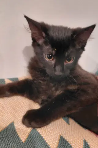 Fifi