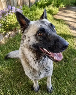 Iris