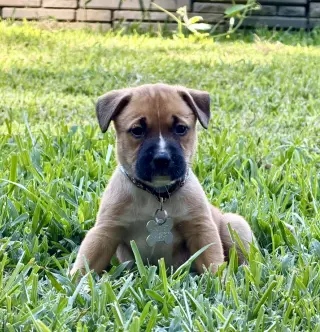 Gaston (lake litter)