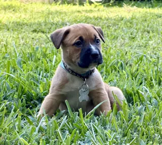 Gaston (lake litter)