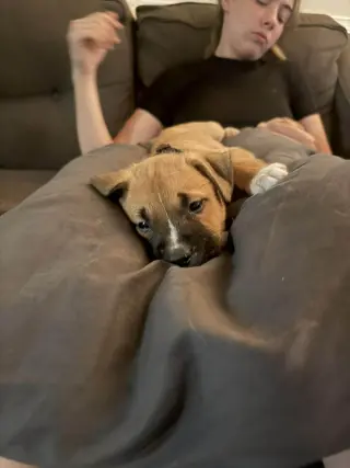 Gaston (lake litter)