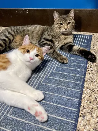 CAT - Pickles (Quinn)