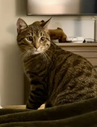 CAT - Pickles (Quinn)
