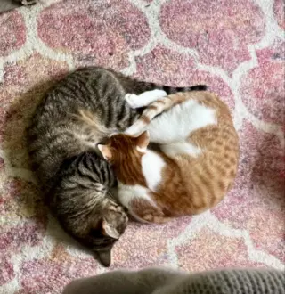 CAT - Pickles (Quinn)