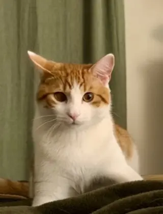 CAT - Chips (Quincy)