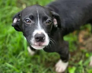Sam