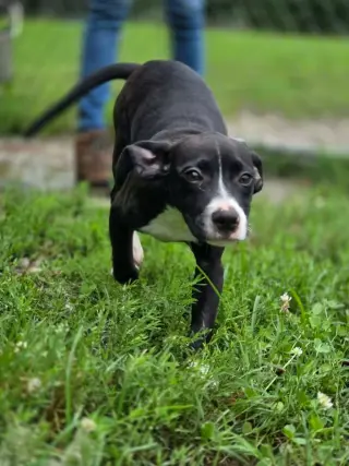 Sam