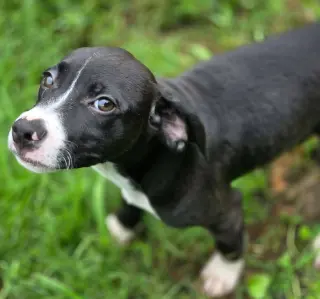 Sam