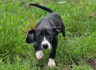 Sam