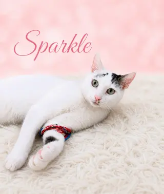 Sparkle (FCID# 05/05/2026-107) Willow Grove