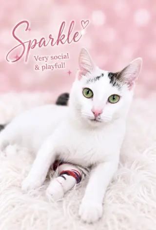 Sparkle (FCID# 05/05/2026-107) Willow Grove