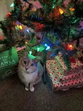 Cassie (bonded with Vader)