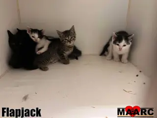 Flapjack
