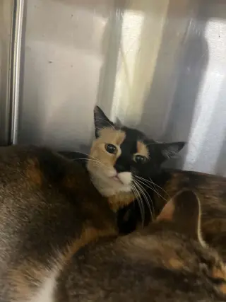 Tabitha