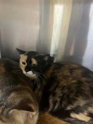 Tabitha