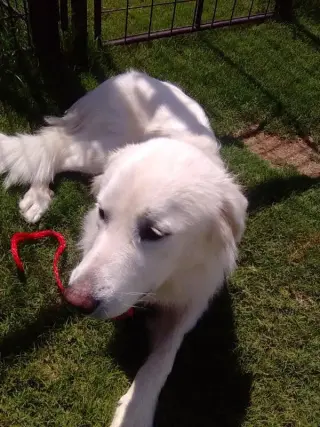 Carmen