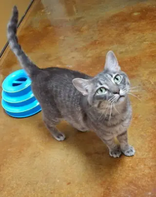 Tom