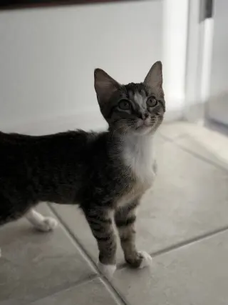 Kika