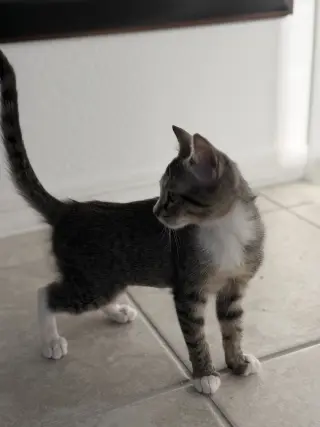 Kika