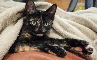 Pawdry Hepburn