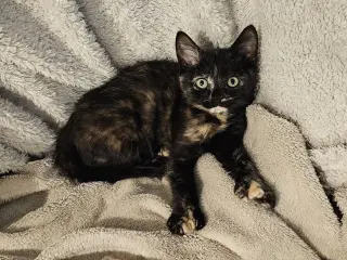 Pawdry Hepburn