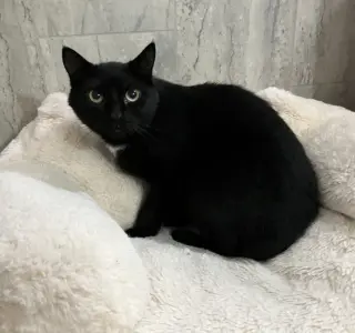 Marjorie