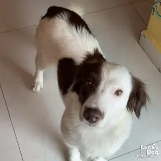 Tessy