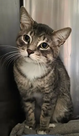 Flint