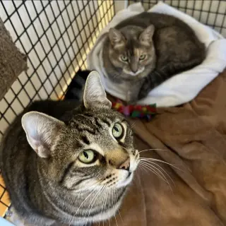 Bella Luna & Neron