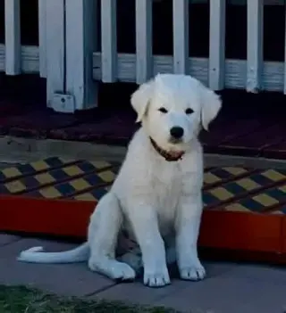 Simon