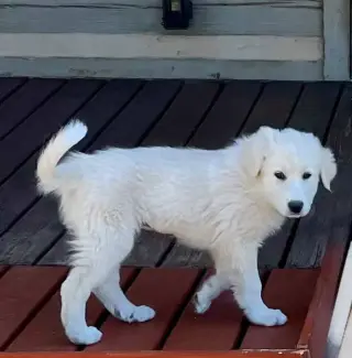 Eloise