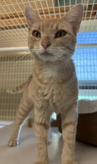 Phoebe