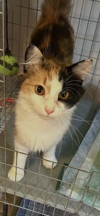 Cally Katt - Delicate Scared Beauty! SWEET!