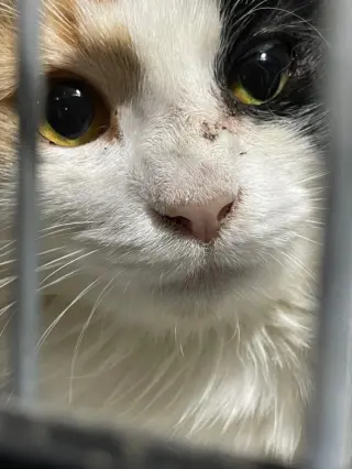 Cally Katt - Delicate Scared Beauty! SWEET!