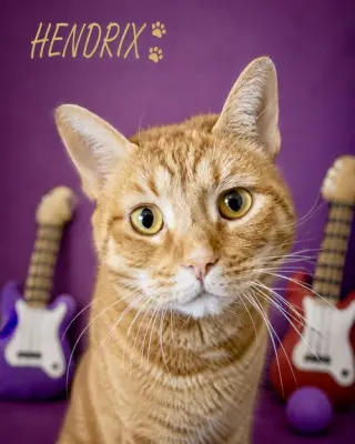 Hendrix (FCID# 08/08/2022 - 86 Trainer) KC