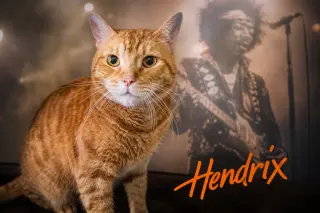 Hendrix (FCID# 08/08/2022 - 86 Trainer) KC