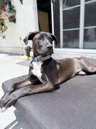 Roo