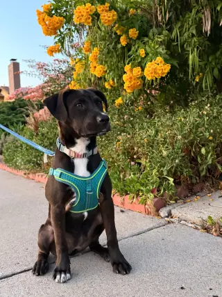 Roo