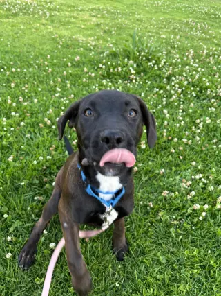 Roo