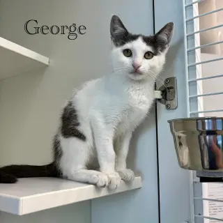 George