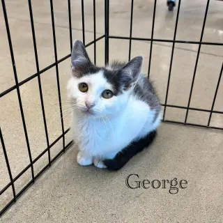 George