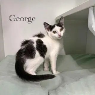 George
