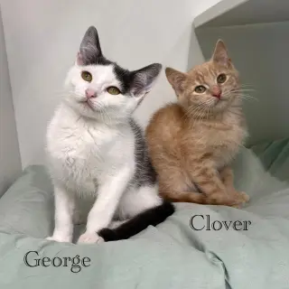 George