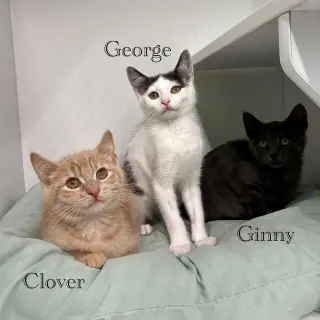 George