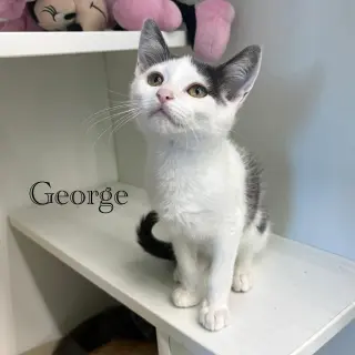 George