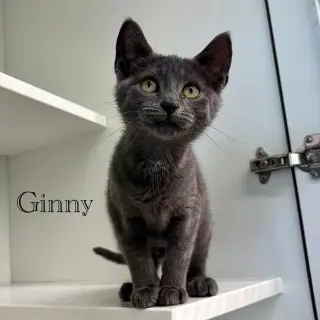 Ginny